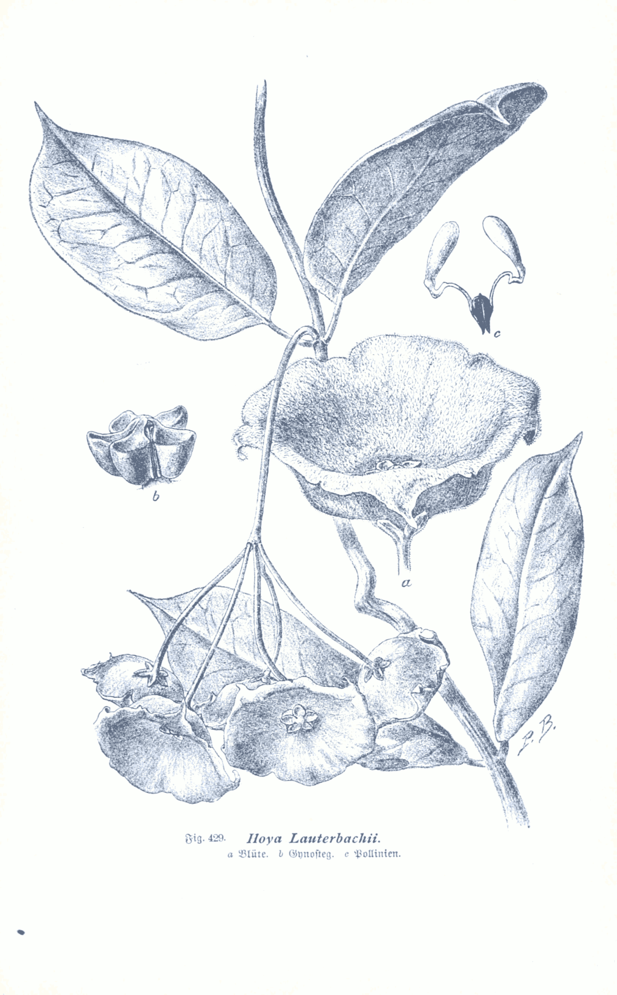 Hoya lauterbachii - Wikispecies