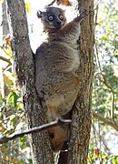 Hubbard's sportive lemur, Zombitse NP