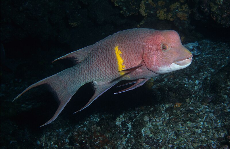 File:Humphead wrasse in Galapagos. (35570751150).jpg