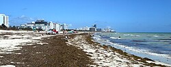 Miniatuur voor Bestand:Hurricane Irma 2017 - Miami Beach - South Beach - Beach and Dune Vegetation South Pointe Park 05.jpg