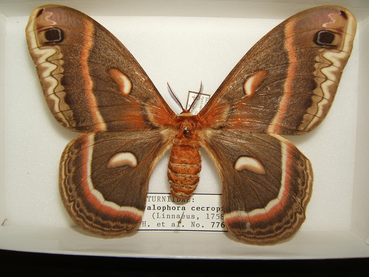 fuzzy brown moth