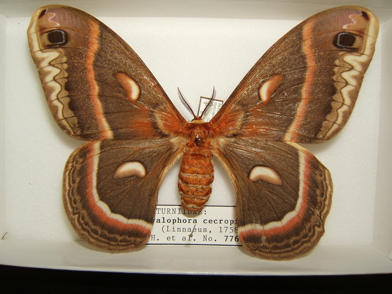 1280px-Hyalophora_cecropia_adult_female_sjh.JPG