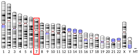 ไฟล์:Ideogram_human_chromosome_7.svg