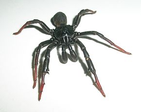 Idiopidae2.jpg resminin açıklaması.