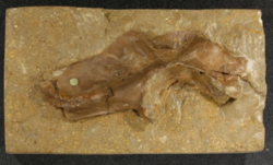 Iliosuchus holotype ilium.png