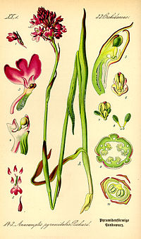 Illustration_Anacamptis_pyramidalis0.jpg