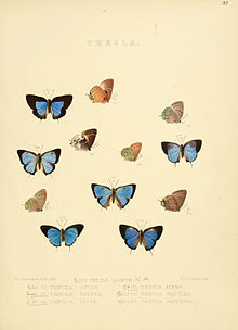 Ilustrasi diurnal Lepidoptera 37.jpg