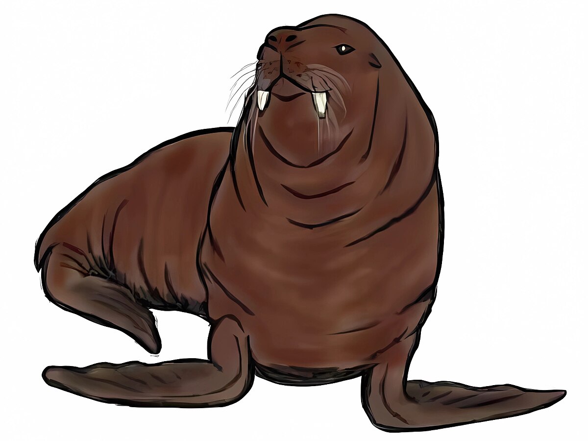 File:Walrus animal male detailed photo.jpg - Wikimedia Commons