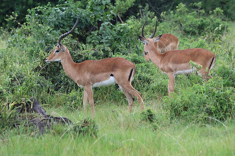 File:Impala (31657125847).jpg