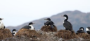 Imperial Shags nesting near Tucker Islets, Patagonia. January 2018. Imperial Shags Nesting.jpg