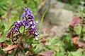 * Nomination: Limonium arboreum in the botanical garden of Sóller --Kritzolina 08:18, 6 March 2024 (UTC) * * Review needed