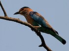 Indian Roller Coracias benghalensis in Amaravathi