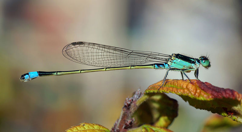 File:Ischnura senegalensis October 2007.jpg