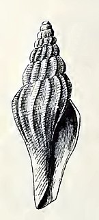 <i>Ithycythara cymella</i> Species of gastropod