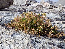 Ivesia lycopodioides.jpg