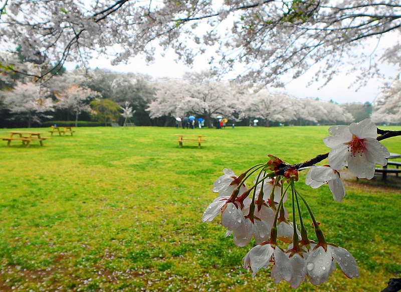File:Izumi natural Park Sakura.JPG