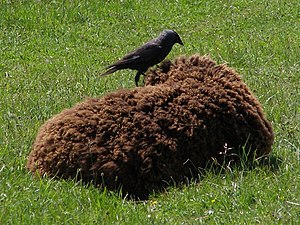 Foto einer Dohle auf einem ruhenden Schaf