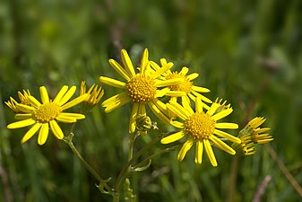 Jacobaea aquatica (marsh ragwort)