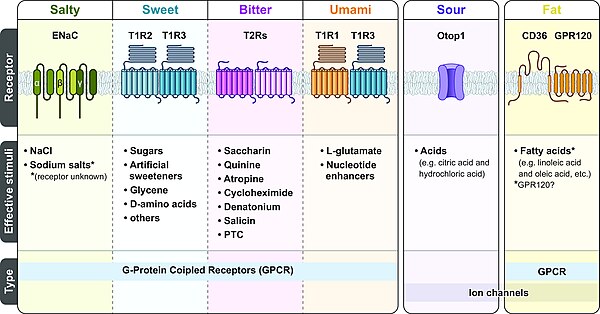 Taste receptors of the human tongue