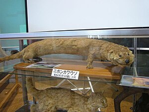 Museum specimen of the Japanese otter