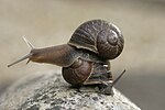 Thumbnail for File:Jeremy the left-coiling snail on top of a right-coiling snail, Theresa.jpg