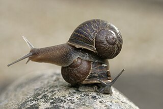 <span class="mw-page-title-main">Jeremy (snail)</span> Sinistral garden snail; Internet celebrity