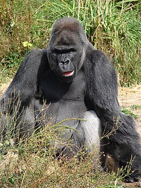 läntinen gorilla