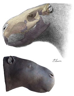 Josephoartigasia monesi, a legnagyobb valaha élt rágcsálófaj