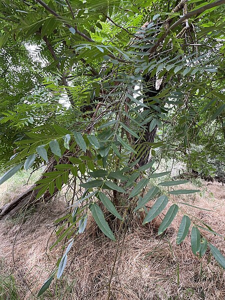 File:Juglans hindsii, Effie Yeaw Nature Center, Carmichael, California 5.jpg