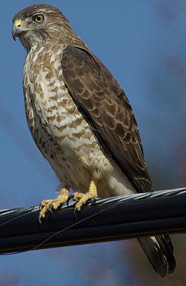 Breedvleugelbuizerd