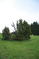 Juniperus communis group at Jalovec in Číchov, Třebíč District.JPG