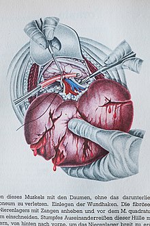 K.Schmid Vetenskaplig illustration 1940s.jpg