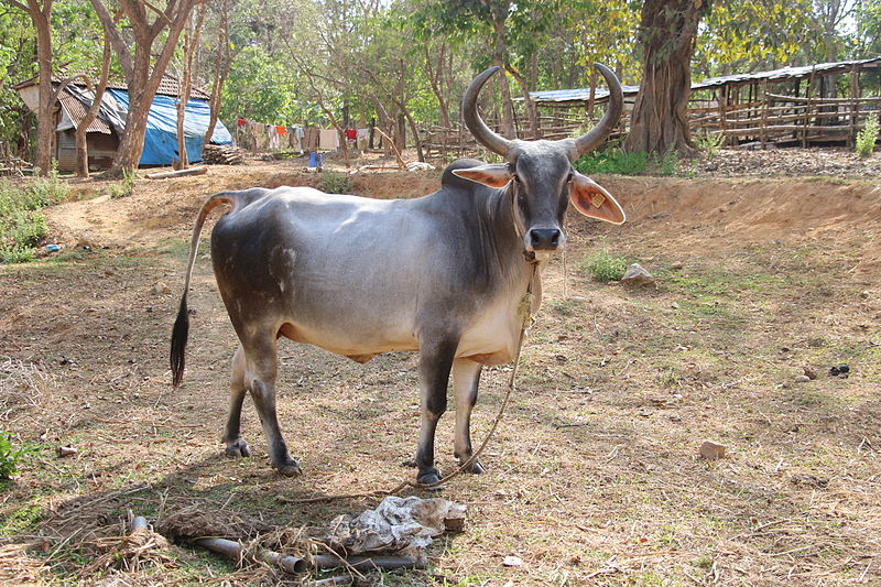 Most Popular Cows Of Indian Breed