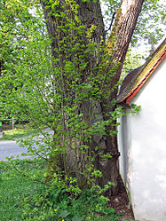 Chapel linden tree near Hammelburg.jpg