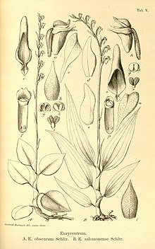 Karl Moritz Schumann & Karl Lauterbach - Nachtrage zur Flora der deutschen Schutzgebiete - Eurycentrum obscurum - Eurycentrum salomonense - plate 5 (1905).jpg