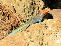 Agama lionotus