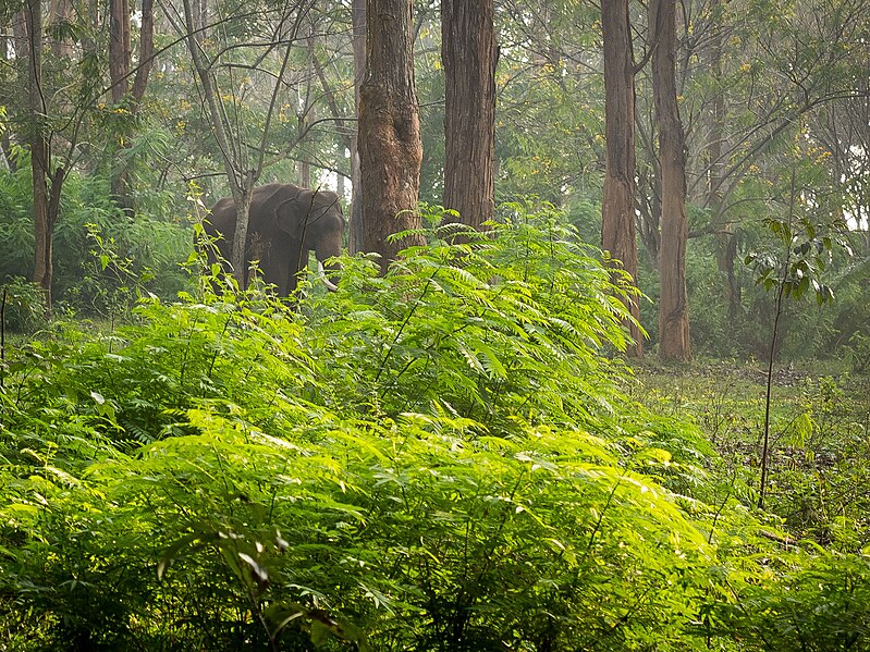 File:Kerala Muthunga Wildlife Sanctuary (15782744410).jpg