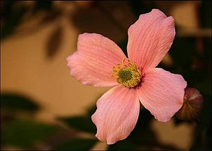 Bjergskovrankes vaniljeduftende blomst.