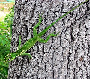 Knight anole on tree.jpg