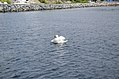 * Nomination Mute swan (Cygnus olor).--Peulle 02:02, 25 July 2017 (UTC)  Comment This was not the right moment to make a photo, the other composition is much better. However I don't know if this is a good reason to decline the image --Michielverbeek 05:11, 25 July 2017 (UTC) Comment I agree that it's not a very good composition, and it is part of the Guidelines criteria, so if you think it's not up to scratch I have no problem with that. Thanks for reviewing. :)  I withdraw my nomination --Peulle 13:05, 26 July 2017 (UTC) * Withdrawn {{{2}}}