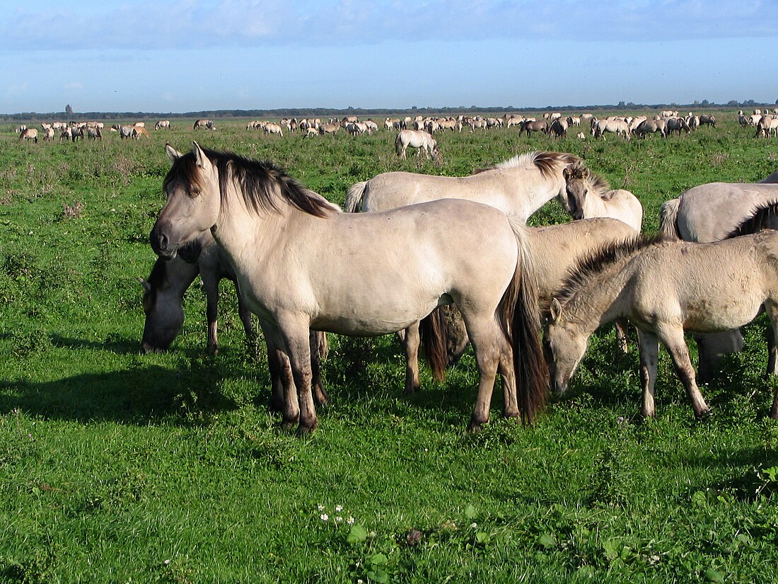 Cavalo Konik