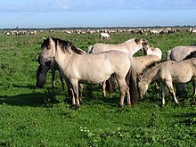 Free-ranging koniks in the Oostvaardersplassen Koniks3.JPG