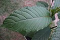 Kratom leaf 2.JPG