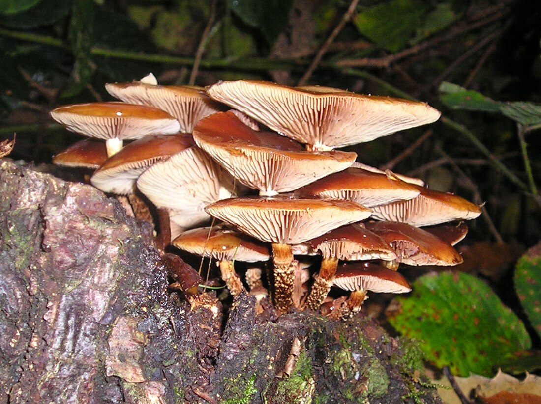 Kuehneromyces mutabilis