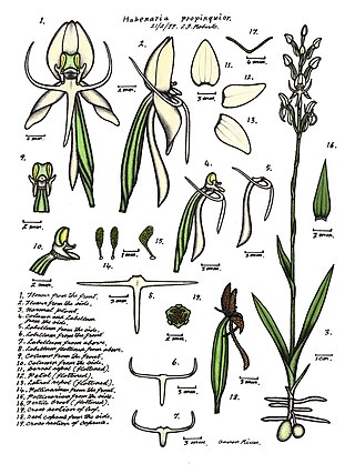 <i>Habenaria propinquior</i> Species of orchid