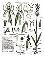 Habenaria propinquior Lewis Roberts: Orchids of far north-eastern Queensland, (1995-2003)