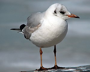 Larus ridibundus