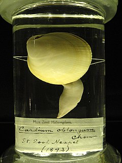 <i>Laevicardium</i> Genus of molluscs