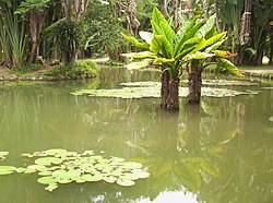 Jardín Botánico De Río De Janeiro