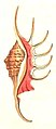 Ilustração de uma concha de L. crocata (1811), retirada da obra de George Perryː Conchology, or the Natural History of Shells; na ocasião, descrita como Strombus aculeatus.
